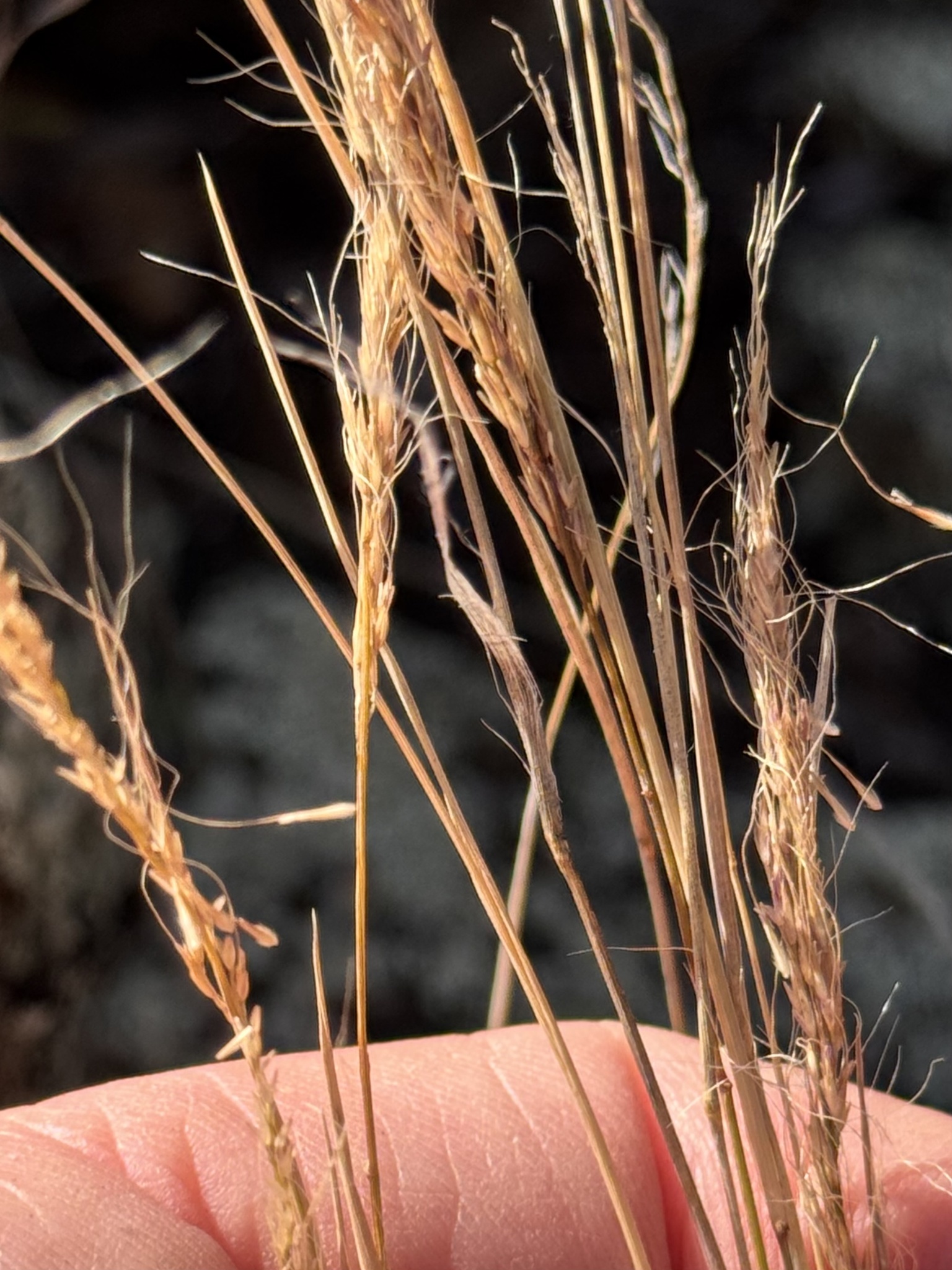 Spiked Crinkleawn (Trachypogon spicatus)