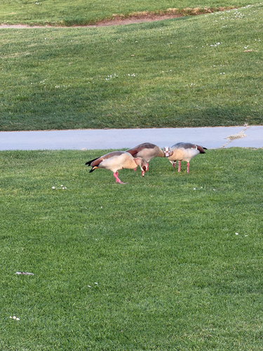 iNaturalist: (c) techbird, some rights reserved (CC BY-NC) iNaturalist image