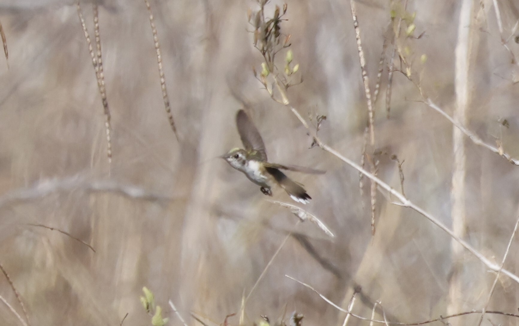 Mexican Sheartail (Doricha eliza), photo 6