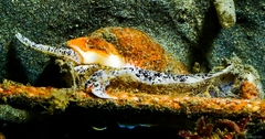 Nassarius fossatus