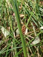 Carex bichenoviana