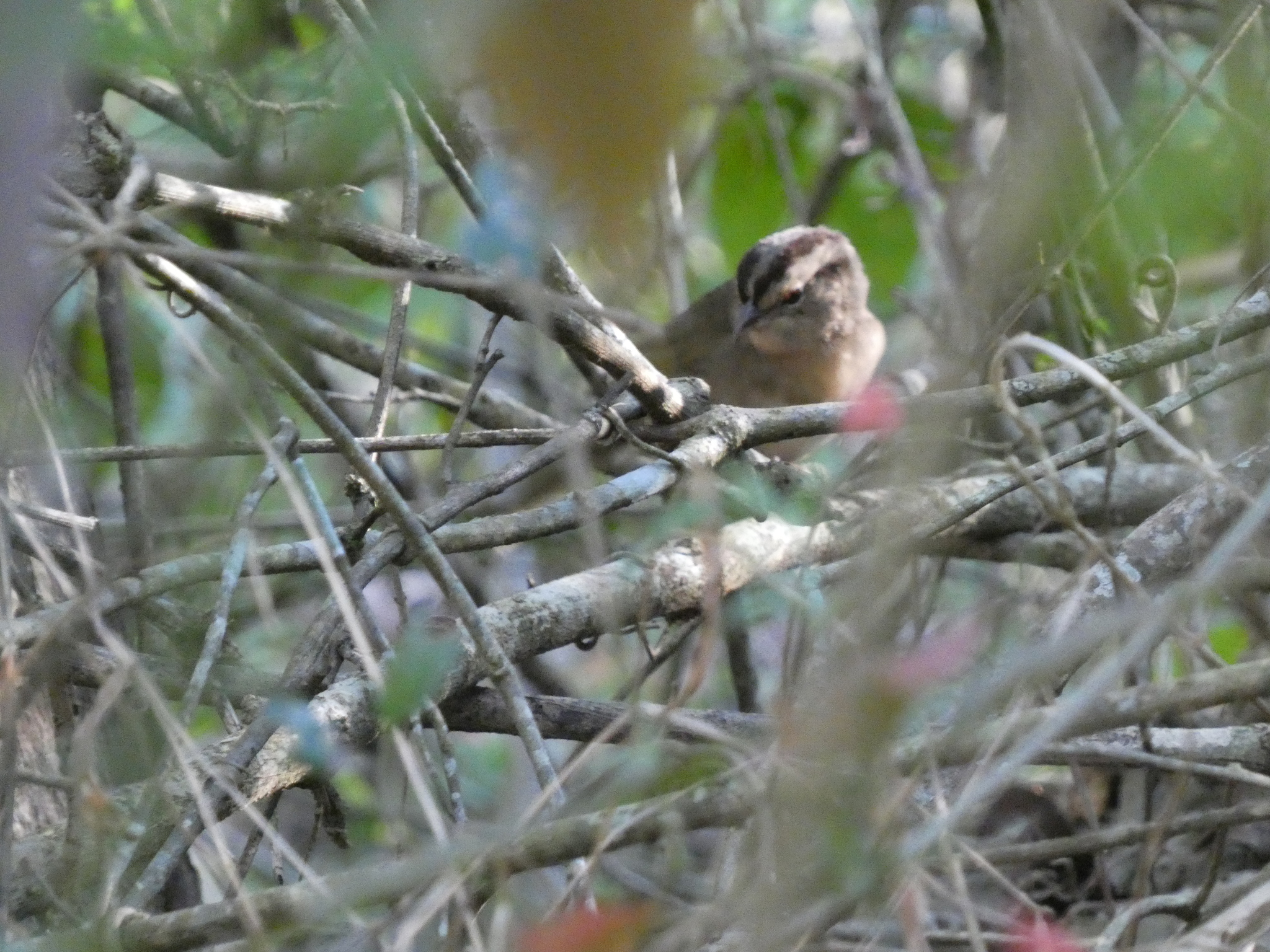 Olive Sparrow (Arremonops rufivirgatus), photo 4