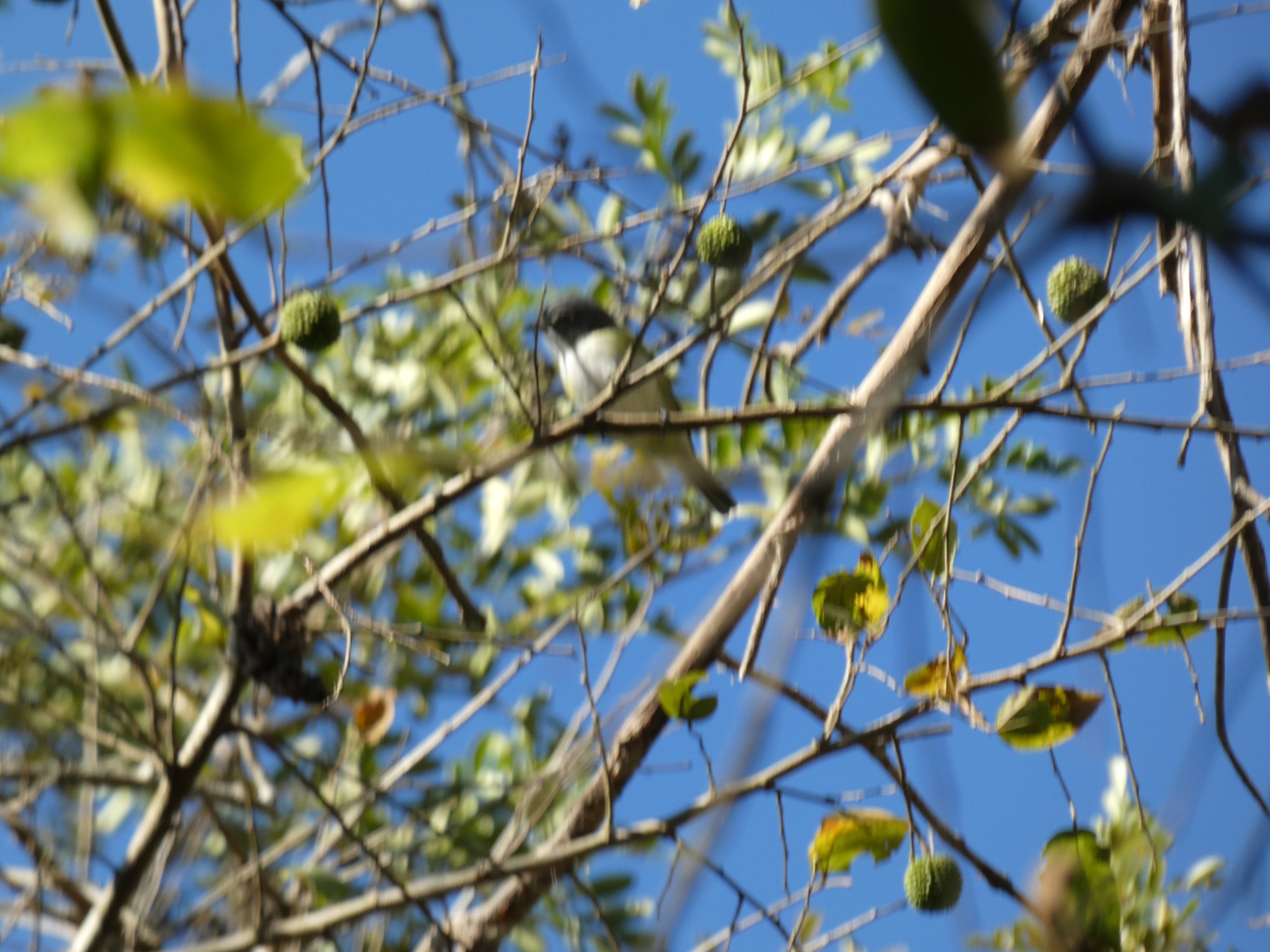 Blue-headed Vireo (Vireo solitarius), photo 10