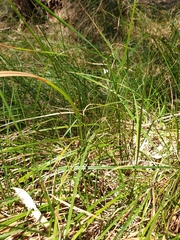Carex bichenoviana