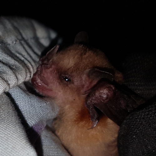 Little Yellow-shouldered Bat