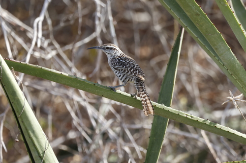 Yucatan Wren (Campylorhynchus yucatanicus), photo 6
