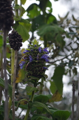 Salvia macrostachya