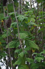 Salvia macrostachya