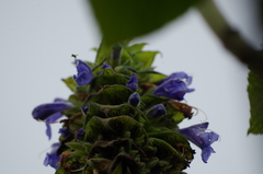 Salvia macrostachya