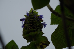 Salvia macrostachya