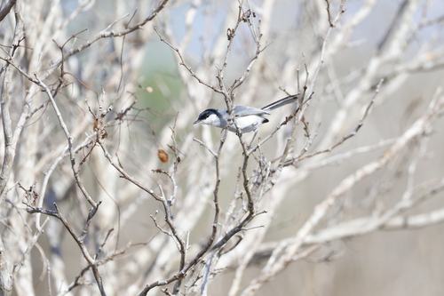 Yucatan Gnatcatcher (Polioptila albiventris), photo 2
