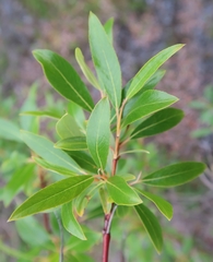 Salix arbusculoides