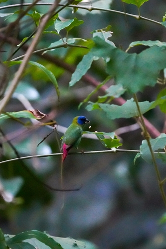 Erythrura trichroa observed 2026-01-21