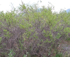 Salix arbusculoides