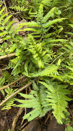 Microlepia strigosa observed 2026-01-29