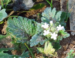 Glandularia quadrangulata