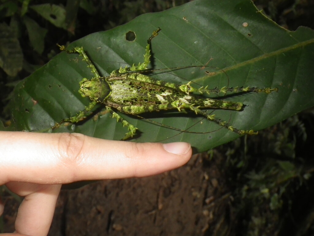 Championica peruana