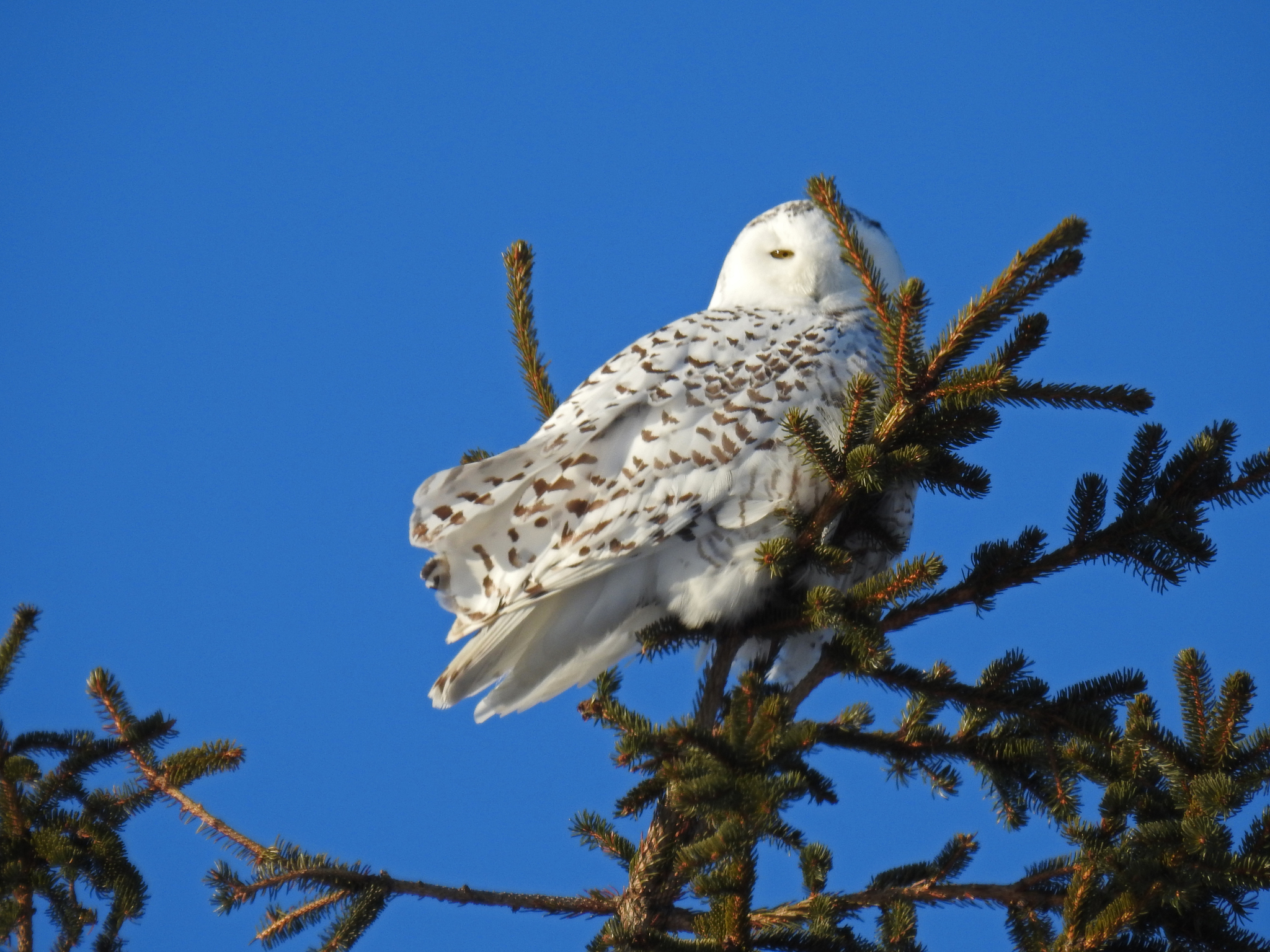 Snowy Owl