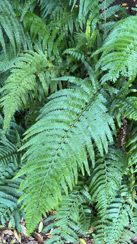 Microlepia strigosa observed 2026-01-29