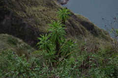 Siphocampylus giganteus