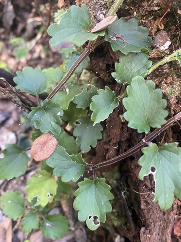 Stenogyne scrophularioides