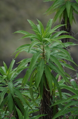 Siphocampylus giganteus