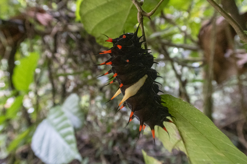 Ornithoptera priamus