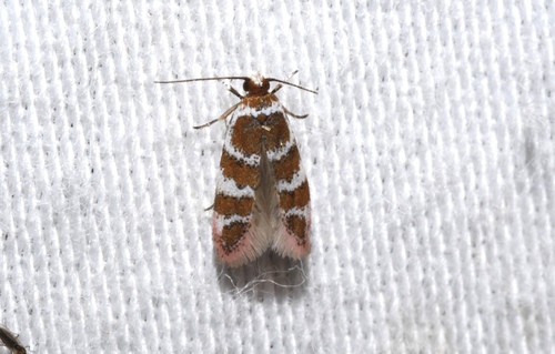 Elaphromorpha