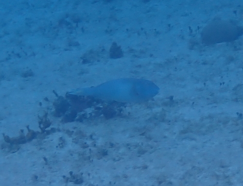 Sparisoma rubripinne