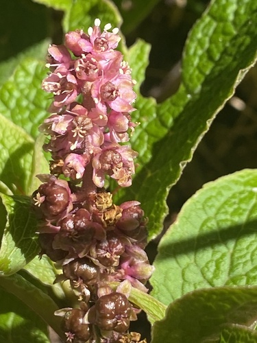 Phytolacca sandwicensis observed 2026-01-29