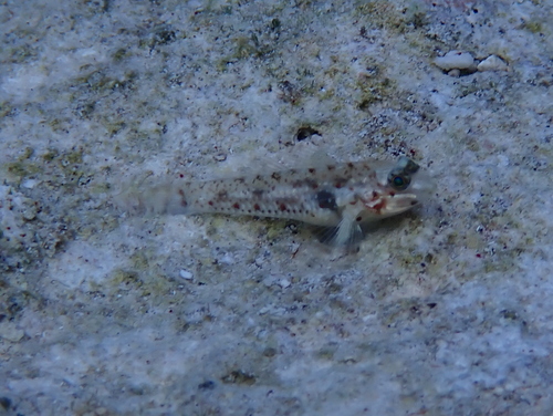 Colon goby (Coryphopterus dicrus) — Gobiidae — 4