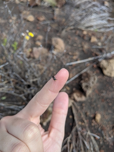 Hylaeus difficilis, 2020-01-13