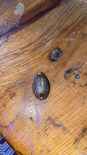 Jenneria pustulata