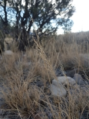Muhlenbergia setifolia