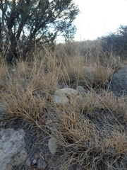Muhlenbergia setifolia