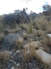 Muhlenbergia setifolia