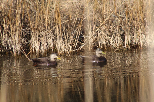 iNaturalist: (c) brendapoist, some rights reserved (CC BY-NC) iNaturalist image