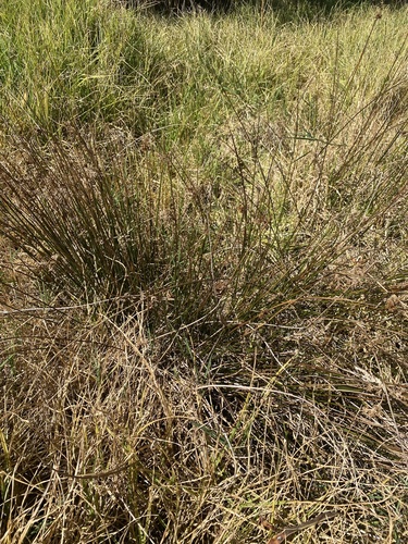 Juncus effusus observed 2026-01-29