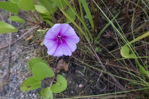 Ipomoea pes-caprae