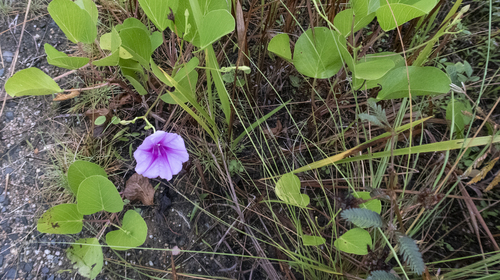 Ipomoea pes-caprae