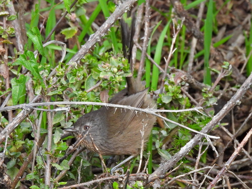 Wrentit (Chamaea fasciata), photo 2