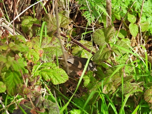 Wrentit (Chamaea fasciata), photo 3