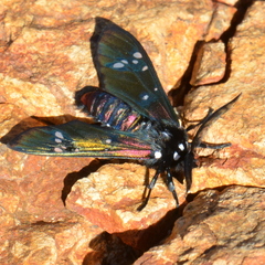 Chrysocale principalis