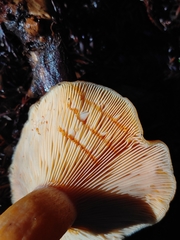 Lactarius aestivus