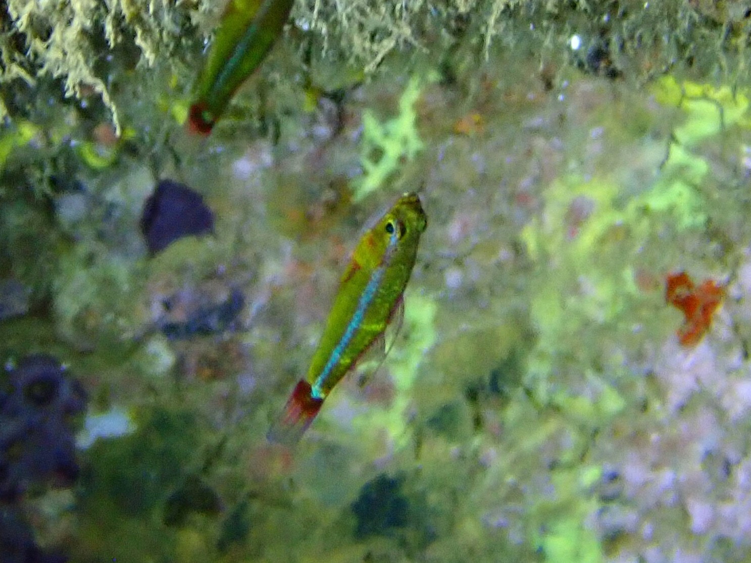 Bluestripe Dwarfgoby photo 6