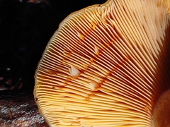 Lactarius aestivus