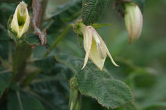 Siphocampylus giganteus