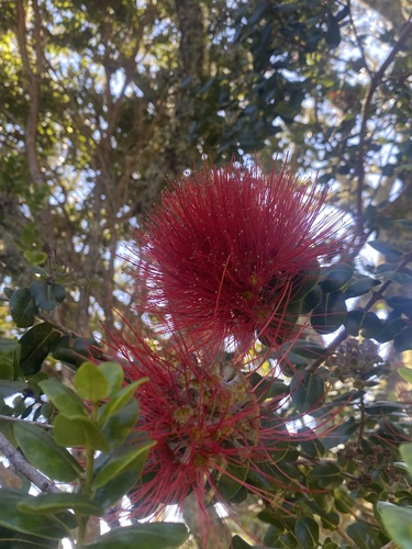 Metrosideros polymorpha observed 2026-01-29