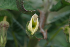 Siphocampylus giganteus