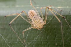 Scytodes pallida